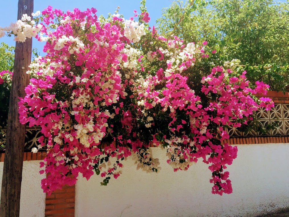 Lente in Andalusië